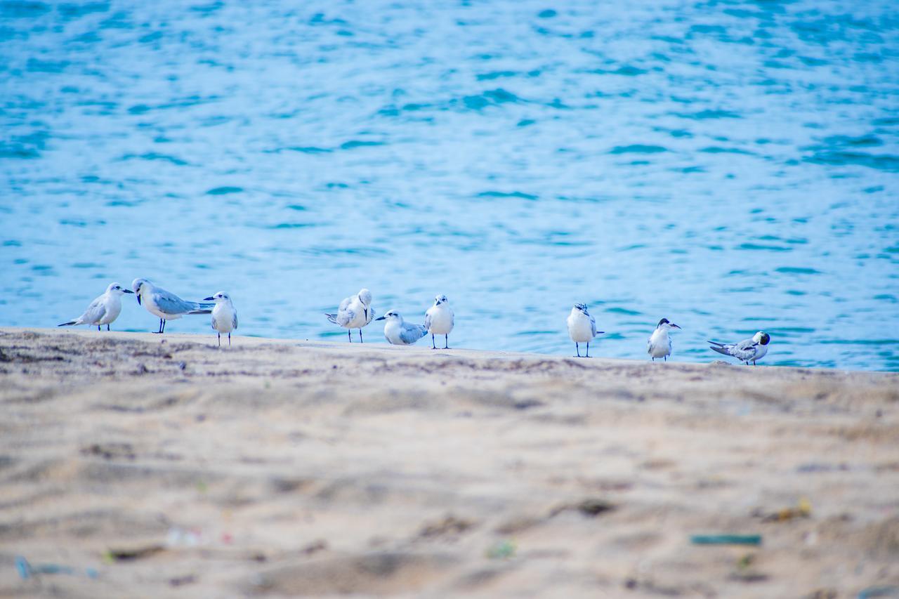 Omeesha Beach Hotel Kalpitiya Kültér fotó